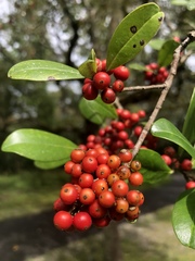 Ilex cassine image