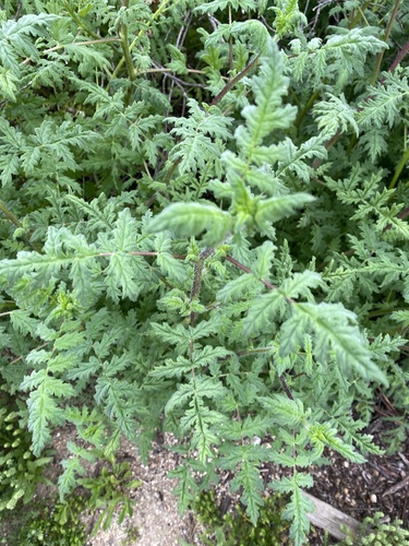 iNaturalist observation photo of branching phacelia