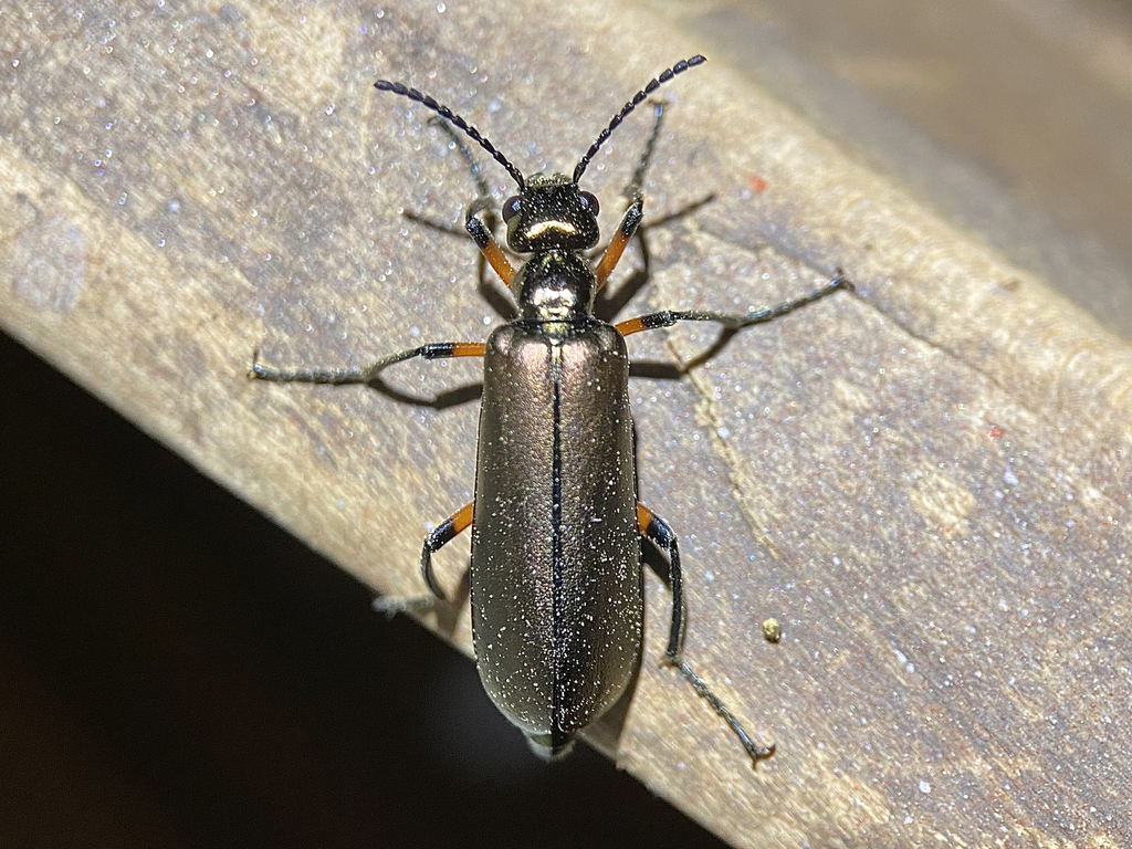 Bronze Blister Beetle