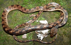 Leptodeira rhombifera