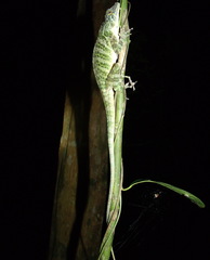 Anolis frenatus