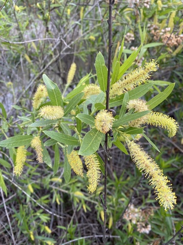 iNaturalist observation photo of Goodding's willow