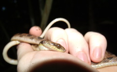 Leptodeira rhombifera