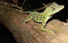 Anolis frenatus