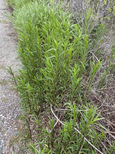 iNaturalist observation photo of mule fat