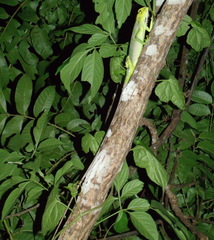 Polychrus gutturosus