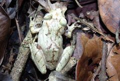 Pristimantis taeniatus