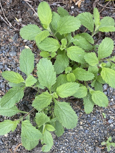 iNaturalist observation photo of western vervain