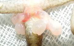 Anolis apletophallus