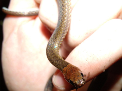 Tawney-headed Litter Snake