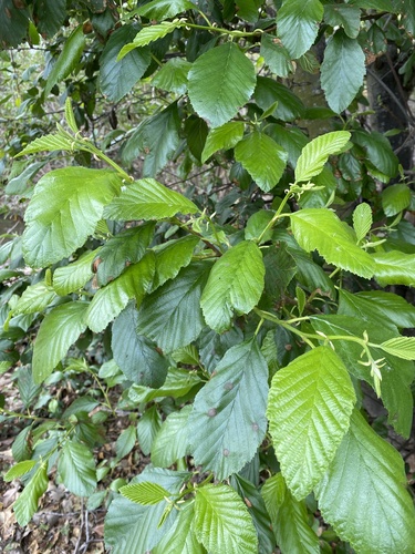 iNaturalist observation photo of white alder