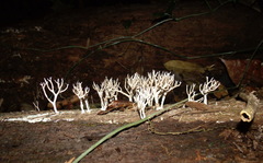 Image of Hericium coralloides