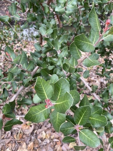 iNaturalist observation photo of lemonade berry