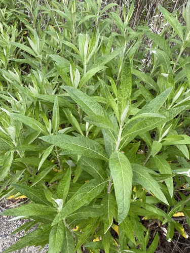 iNaturalist observation photo of California mugwort