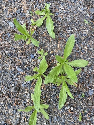 iNaturalist observation photo of Asteroideae