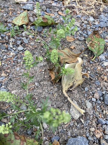 iNaturalist observation photo of Veiny Pepperweed