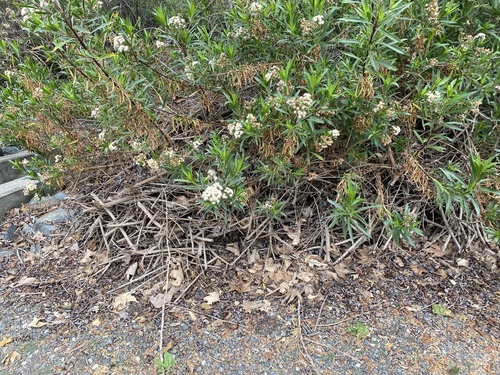 iNaturalist observation photo of Woodrats