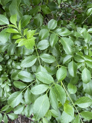 iNaturalist observation photo of blue elder