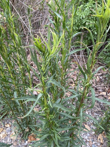 iNaturalist observation photo of western goldenrod