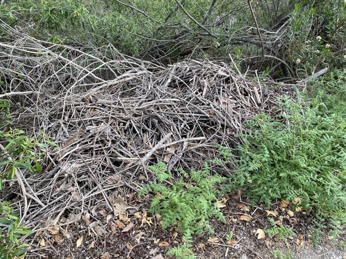 iNaturalist observation photo of Woodrats