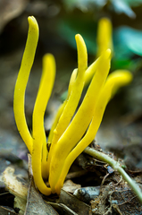 Clavulinopsis helvola