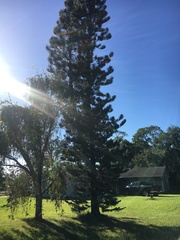 Juniperus