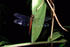 Tauriphila australis
