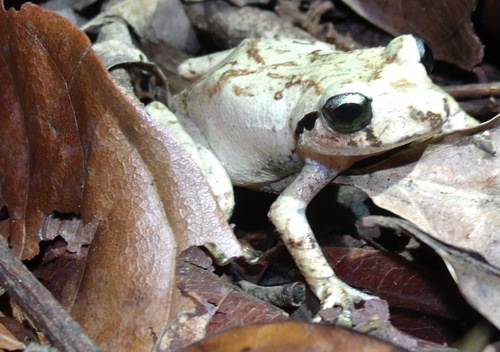 Pristimantis taeniatus