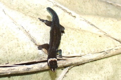 Image of Lepidoblepharis sanctaemartae