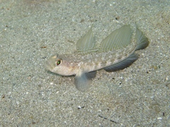 Roule's Goby photo 4
