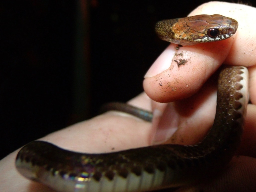 Red-headed Glasstail