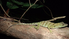 Anolis frenatus