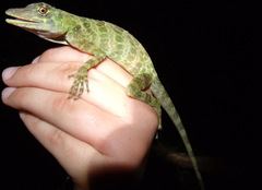 Anolis frenatus