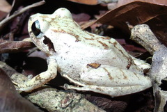Pristimantis taeniatus
