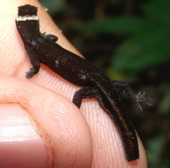 Lepidoblepharis sanctaemartae