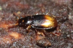 Mioptachys flavicauda