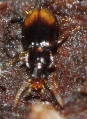 Mioptachys flavicauda