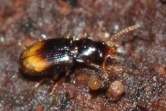 Mioptachys flavicauda