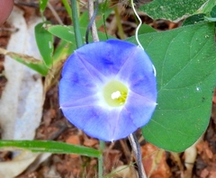Ipomoea meyeri
