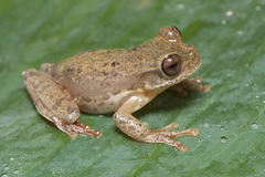 Charadrahyla juanitae