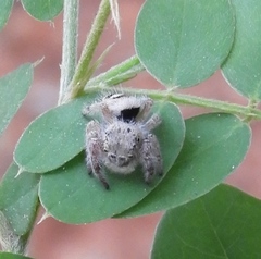 Phidippus pacosauritus