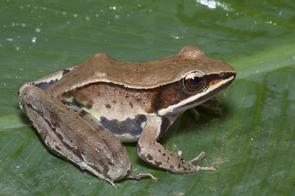 Sierra Madre Occidental Frog