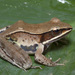Sierra Madre Occidental Frog - Photo (c) victor_jimenez_arcos, some rights reserved (CC BY-NC-ND), uploaded by victor_jimenez_arcos