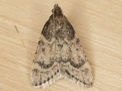 Aglossa cacamica