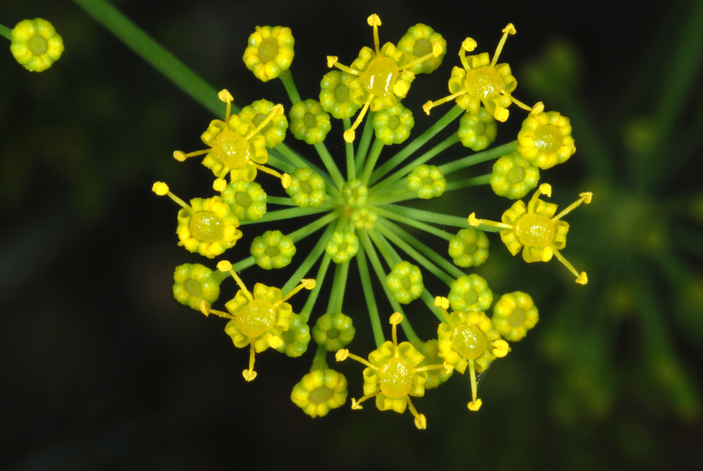 Dill
