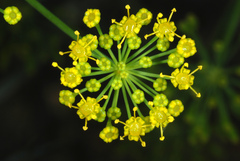 딜 (Anethum graveolens): 기원과 용도 — 사진 2