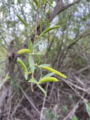iNaturalist observation photo of Goodding's willow