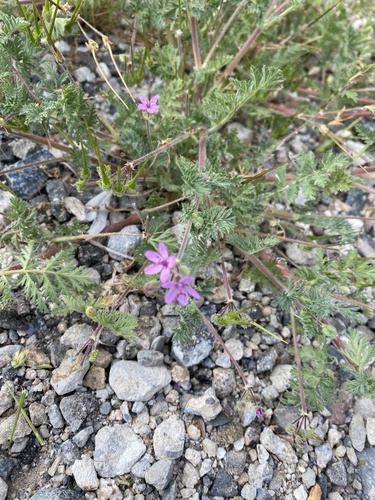 iNaturalist observation photo of Redstem Stork's-bill