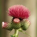 Cirsium rivulare - Photo (c) Klasse im Garten, algunos derechos reservados (CC BY-NC-ND)
