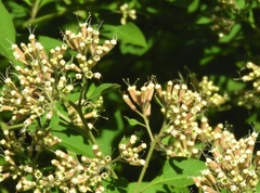 Salpianthus arenarius